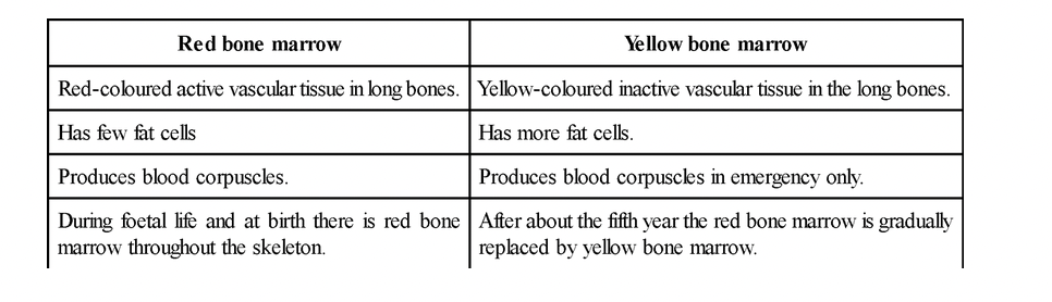 Skeletal Tissues